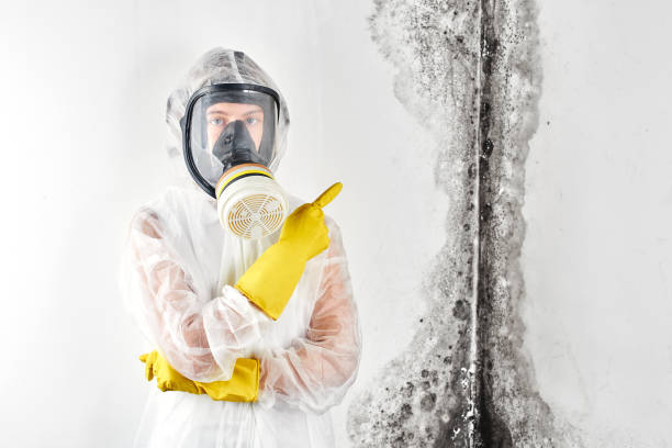 Best Mold Remediation for Healthcare Facilities  in Stanton, CA